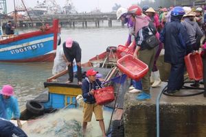Nghệ An: Khai thác hải sản đạt 3.000 tỷ đồng trong 9 tháng đầu năm