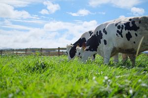 Phát triển nông nghiệp theo hướng bền vững: Nhìn từ hệ thống trang trại bò sữa Vinamilk