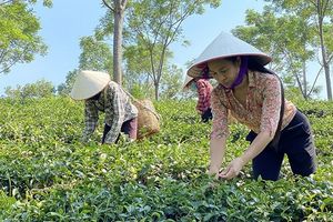 Phú Thọ: Huyện Thanh Sơn gỡ khó cho phát triển sản phẩm OCOP
