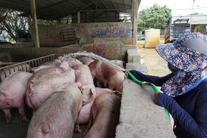 Giá lợn hơi hôm nay 24/1: Tăng 1.000 - 2.000 đồng/kg tại một số địa phương trên cả nước