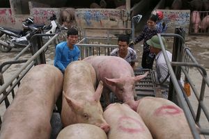 Giá lợn hơi hôm nay 20/11: Tăng giảm trái chiều tại nhiều địa phương trên cả nước