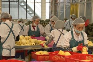 Nhiều nước tăng mua rau quả chế biến của Việt Nam