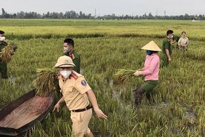 Hà Tĩnh: Các lực lượng ra quân gặt lúa giúp dân tránh bão