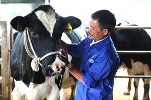 Mộc Châu Milk (MCM) dự chi 165 tỷ đồng trả cổ tức đợt 2/2021