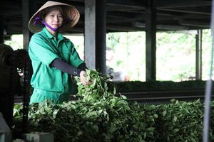 Nghệ An: Phát triển chuỗi giá trị OCOP xanh – Tăng trưởng không đánh đổi môi trường