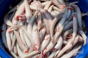 Bản tin tiêu dùng ngày 24/11: Loại cá 'trắng nõn nà' mang nguồn thu nhập "khủng" cho ngư dân
