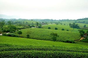 Khám phá 6 vùng chè Đông Bắc: Vùng đất của những đặc sản trà