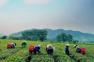 Hà Tĩnh: 110 hộ dân trồng chè chưa được chi trả tiền bán nguyên liệu sau hơn 2 năm