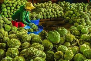 Xuất khẩu rau quả sang Trung Quốc tăng trưởng tích cực