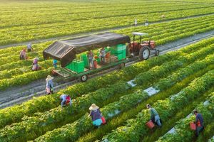 Nông nghiệp xanh: Xu hướng tất yếu của nông nghiệp Việt Nam