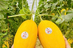 Nghệ An đẩy mạnh ứng dụng công nghệ cao trong sản xuất nông nghiệp