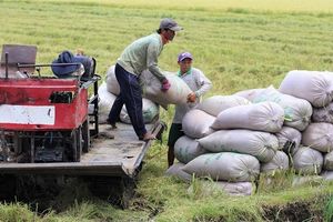 Xuất khẩu gạo đã vượt mức 3 triệu tấn trong 5 tháng đầu năm