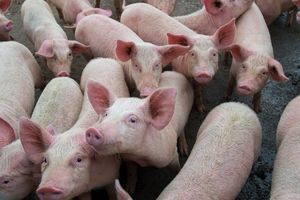 Giá lợn hơi hôm nay 4/9: Miền Trung, Tây Nguyên giảm nhẹ 1.000 đồng/kg tại một vài nơi