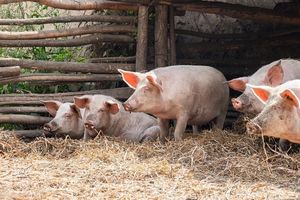 Giá lợn hơi hôm nay 7/3: Đồng loạt chững lại ở nhiều địa phương