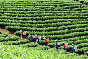 Thưởng thức tinh hoa Việt Nam qua 10 loại trà danh tiếng