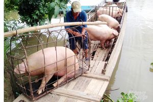 Giá lợn hơi hôm nay 7/2: Tăng nhẹ tại một số tỉnh thành phía Nam