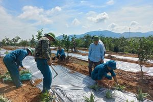 Hà Tĩnh: Hợp tác trồng dứa trên đồi trọc Vũ Quang