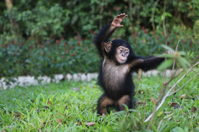 A chimpanzee standing on grassDescription automatically generated