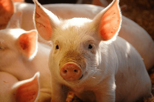 Giá lợn hơi hôm nay 2/8: Giảm nhẹ 1.000 đ/kg tại miền Trung, Tây Nguyên