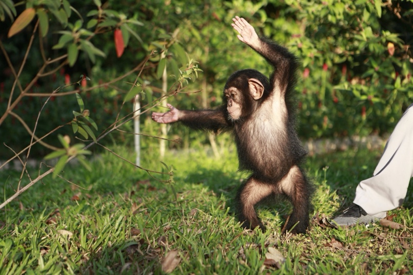 A baby monkey standing on grassDescription automatically generated