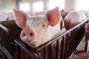 Giá lợn hơi hôm nay 22/8: Biến động từ 1.000 đồng/kg đến 4.000 đồng/kg