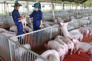 Giá lợn hơi hôm nay 15/12: Điều chỉnh giảm từ 1.000 đồng/kg đến 3.000 đồng/kg
