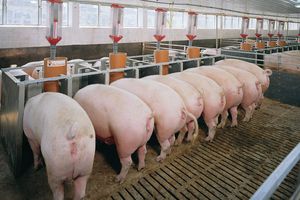 Giá lợn hơi hôm nay 14/11: Điều chỉnh giảm từ 1.000 đồng/kg đến 4.000 đồng/kg