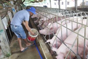 Giá lợn hơi hôm nay 6/3: Giảm 1.000 - 3.000 đ/kg trong tuần này