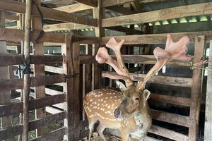 Hà Tĩnh: Thu hoạch cặp nhung hươu “khủng” nặng hơn 5,4kg