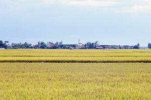 Hà Tĩnh: Tăng cường quản lý chất lượng và cách đóng gói giống lúa 2026