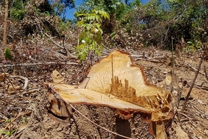 Phá rừng ở Quảng Trạch, Quảng Bình: Hậu quả nặng nề, trách nhiệm thuộc về ai?