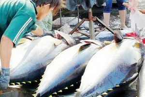 Xuất khẩu cá ngừ sang Italy tăng trưởng mạnh