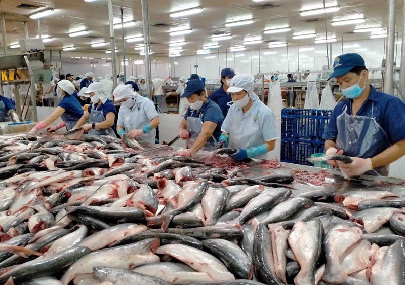 Xuất khẩu thủy sản 11 tháng năm 2023 giảm 19% so với cùng kỳ, cá tra mất vị  thế “độc quyền” - Nhịp sống kinh tế Việt Nam & Thế giới