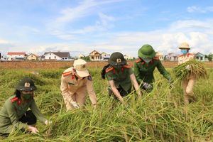 Quảng Bình: Lực lượng Công an xuống đồng giúp người dân thu hoạch lúa giữa lúc giãn các xã hội