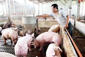 Giá lợn hơi hôm nay 29/10: Tiếp đà tăng tại nhiều tỉnh thành trên cả nước