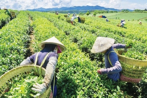 Xây dựng mô hình sản xuất chè an toàn, nâng cao giá trị gia tăng và phát triển bền vững tại xã Sơn Kim 2