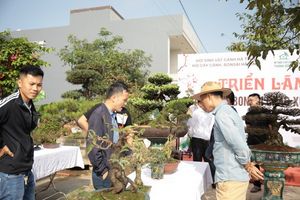 Hà Tĩnh: Ngắm dàn cây cảnh, bonsai với dáng thế độc đáo chào Xuân 2024