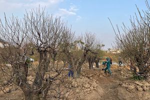 An Dương khôi phục làng hoa, cây cảnh: Kỳ vọng một mùa xuân bội thu