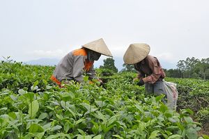 Quảng Ninh: Giải pháp phát triển thương hiệu chè Hải Hà vượt qua đại dịch