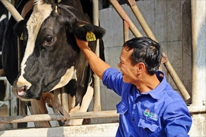 Lên Mộc Châu: Nông dân nuôi bò sữa, bảo vệ môi trường