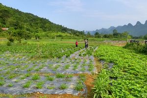 Hà Giang: Đẩy mạnh cải tạo vườn tạp, xây dựng vườn mẫu, phát triển kinh tế vườn hộ