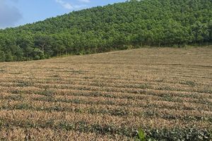 Thay áo mới cho cây chè vùng biên