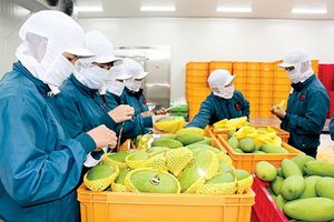 Quý 1/2024 lĩnh vực rau củ xuất khẩu của Việt Nam nhận được nhiều tín hiệu tích cực