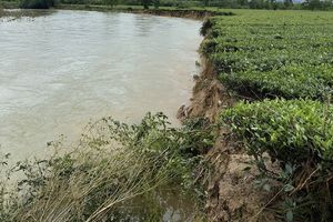 Hà Tĩnh: Nhiều diện tích chè bị sạt lở, cuốn trôi xuống sông Ngàn Phố