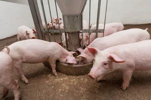 Giá lợn hơi hôm nay 4/12: Tăng nhẹ 1.000 - 3.000 đ/kg ở hai miền Bắc - Nam