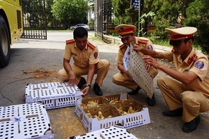 Nghệ An: Cảnh sát giao thông bắt giữ hơn 4.800 gà con không rõ nguồn gốc