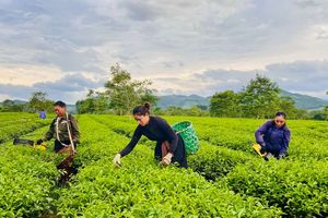 Vận chuyển gián đoạn, 12 container chè Hà Tĩnh chưa thể rời cảng