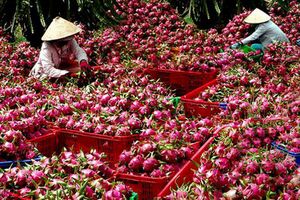 Phấn đấu đưa Việt Nam vào top 10 trung tâm chế biến nông sản thế giới