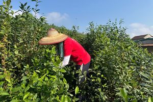 Giá chè xanh tại Hà Tĩnh tăng mạnh dịp cận Tết