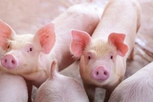 Giá lợn hơi hôm nay 16/9: Tiếp tục giảm nhẹ tại các tỉnh thành trên cả nước